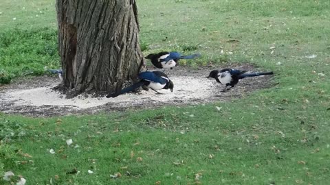 Birds On Ground Near Tree