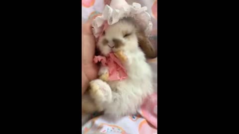 Cute baby animals videos compilation cute moments of the animals😍