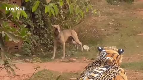 Wow!! Funny Fake Tiger Prank Dog - why prank me / Very Funny Video in 2021