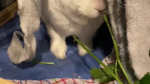 Hungry hungry rabbit.