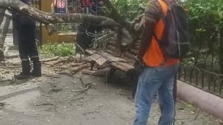 Árbol cae en el parque de Bolívar