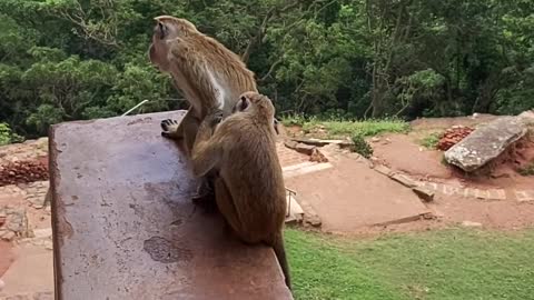 Funny monkey 🙉 sitting in the steps videos