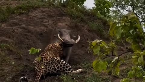 Leopard and wild boar fighting with each other in the forest