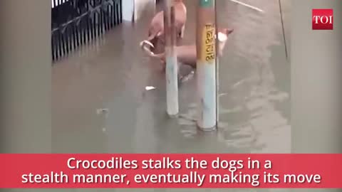 vadodara rains when a crocodile 🐊 made a meal of dog 🐕