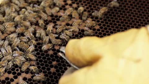 honey bee hive pests and diseases