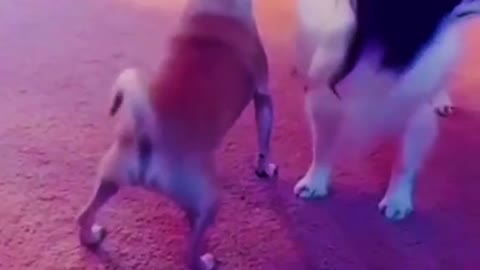 Dog and others Pet Doing Swag Dance😂😂