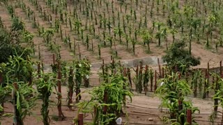 Dragon fruit farm