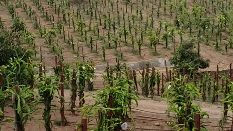 Dragon fruit farm