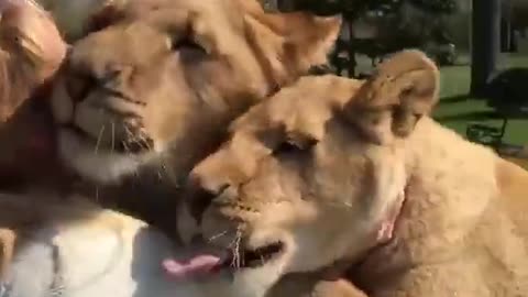 Reuniting With Lions She Cared For