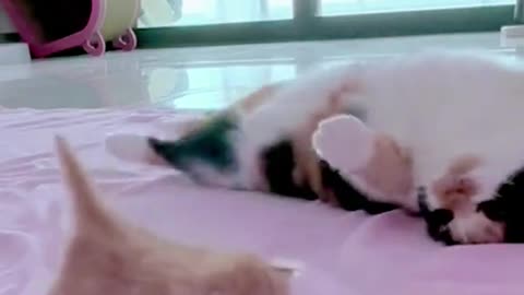 Cat playing with her kitten