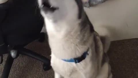 Siberian Husky saying HELLO! to his owner caught on video♥