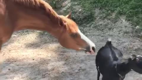 Horse and Goat Are Best Friends