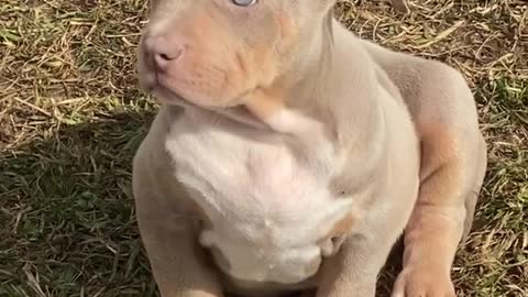 cute american bully puppy