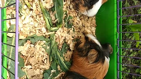 Guinea pigs are resting in nature