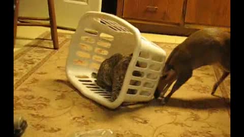 Muntjac Deer Traps A Bobcat Kitten In A Laundry Basket