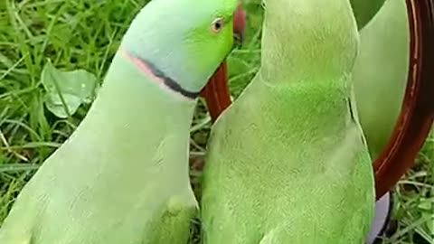 Ringneck Parrot Talking #Shorts