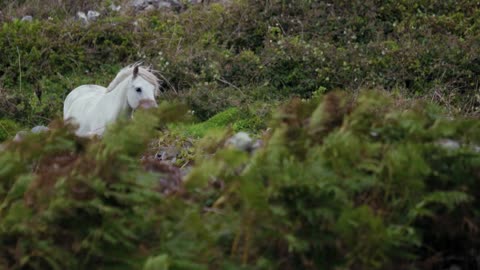 White Horse