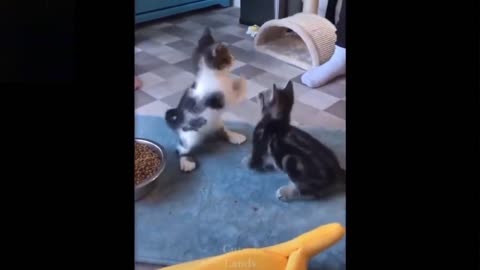 3 cats catching a mouse