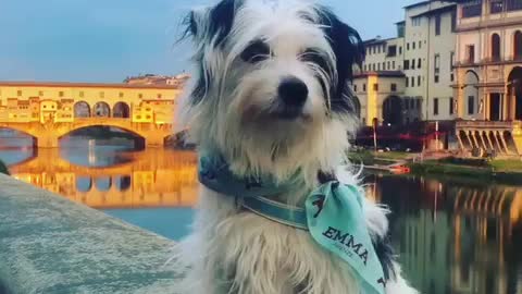 Dog wearing blue emma bandana sits on wall alongside river and howls