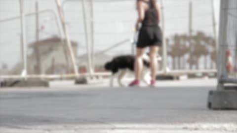 Beautiful girl playing with the dog