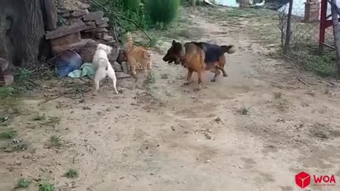 Funny Moments Of Cute Animals