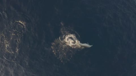 Aerial view group of dolphins swimming at Adriatic sea, Croatia