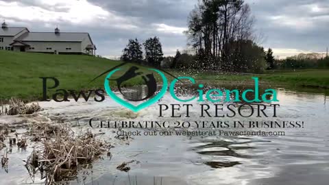 PawsCienda Pet Resort 20 years in Business