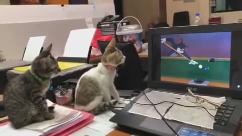 Amazing Funny Video of Two Cats Watching Tom & Jerry