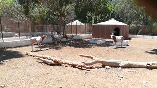 Male Scimitar Oryx Running Around His Family