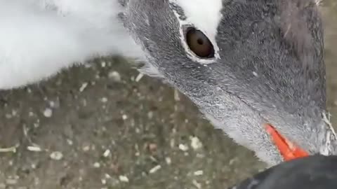 cute penguin screaming