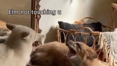 m not touching U 😝 || Fox discussion