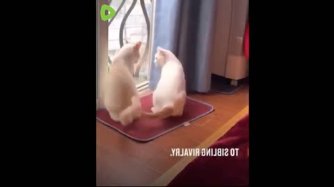 "Compilation of Funny Animal Antics - Adorable Moments to Brighten Your Day!"