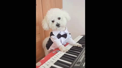 Cute Puppy Playing Piano! Watch this cute puppy