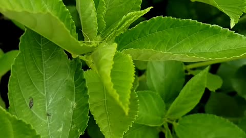 Growing jute plants in a container in August 2024