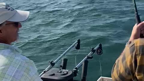 King Salmon on Stick Bait,Salmon Fishing Lake Ontario, Salmon Jumping Extreme