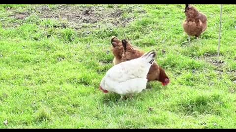 A few lovely little hens are foraging on the green grassland