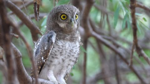 An owl singing on a tree branch - With very beautiful music