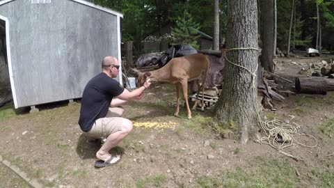 SUNSHINE & SILHOUETTES: When a deer says thank you!