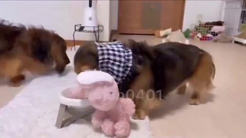 Cute dog brings stuffed animals to eat with him