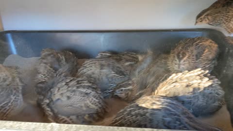 Quail Dust bath