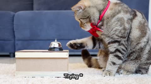 Teach your cat how to ring a bell !