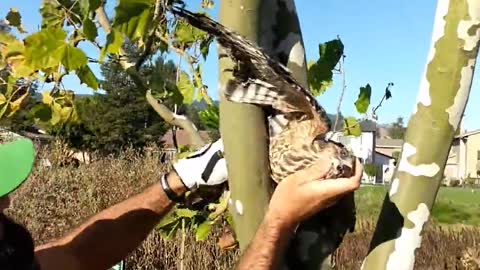 Amable golfista rescata a un indefenso halcón atrapado en un árbol