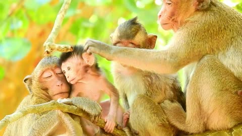 Funny animal# baby monkey#85# love animals.