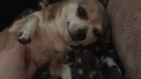 Tiny Chihuahua Loves Belly Rubs