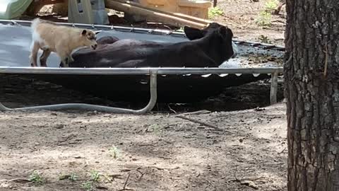 Baby Goat Can't Convince Bovine Bud to Bounce