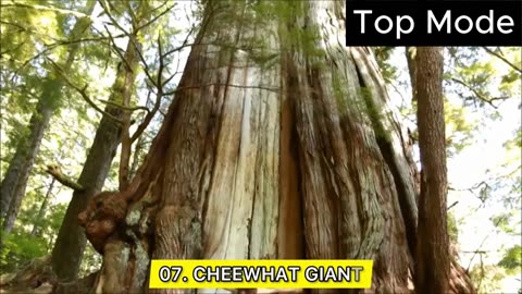 TOP 10 BIGGEST TREES ON EARTH | Giants of Nature: The Biggest Trees in the World |