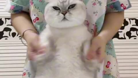 Funny cat