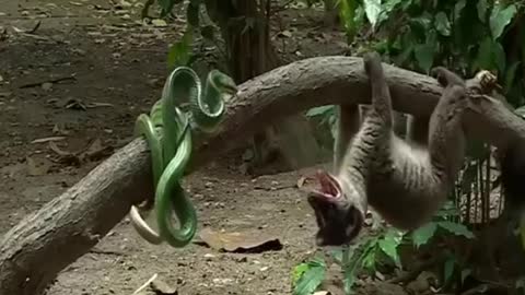 Battle Between Snake and MONGOOSE