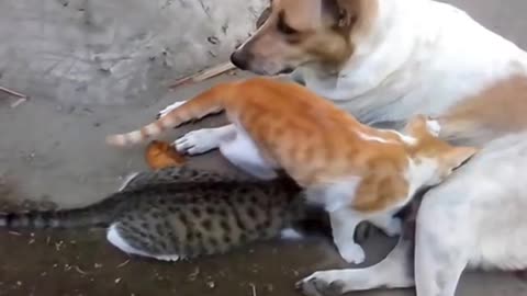 Dog feeding cats | Dog&Cats Love | Funny Video