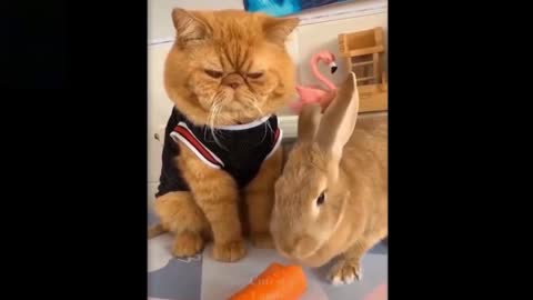 Amazed Cat Watching Rabbit Eating